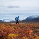 hiker with snow covered mountains and autumn colors in southern end of Tjäktjavagge on Kungsleden trail, Lappland, Sweden